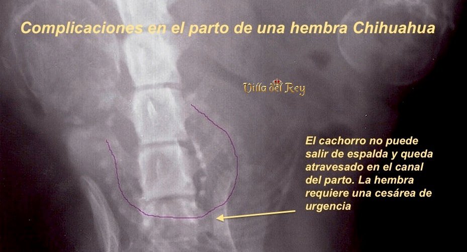 Cesárea de una hembra Chihuahua – Chihuahua Cesárea