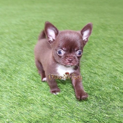 kit kat cachorro chocolate