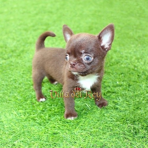 kit kat chihuahua chocolate