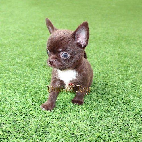 kit kat chihuahua