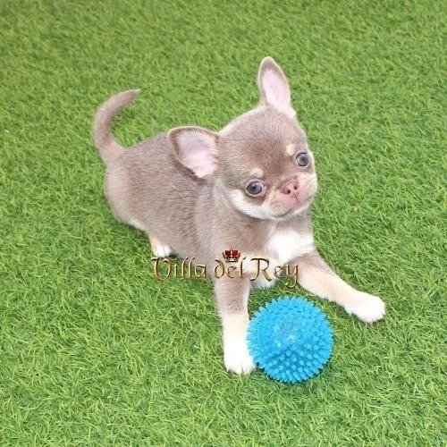 Lilac-Chihuahua puppies-for-sale