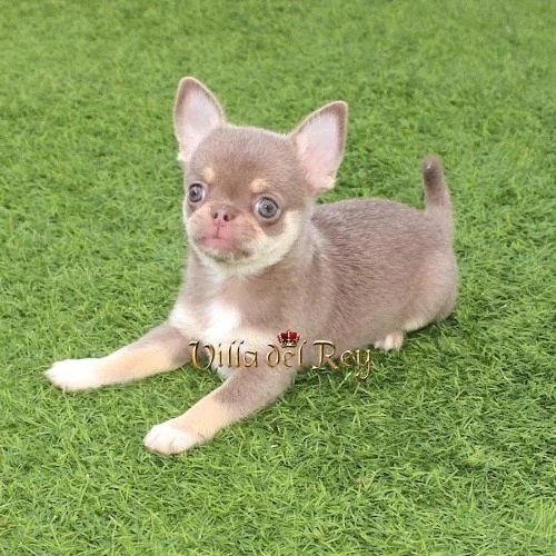 lilac-chihuahua