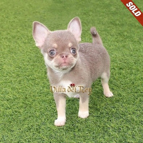 LILAC CHIHUAHUA FOR SALE USA