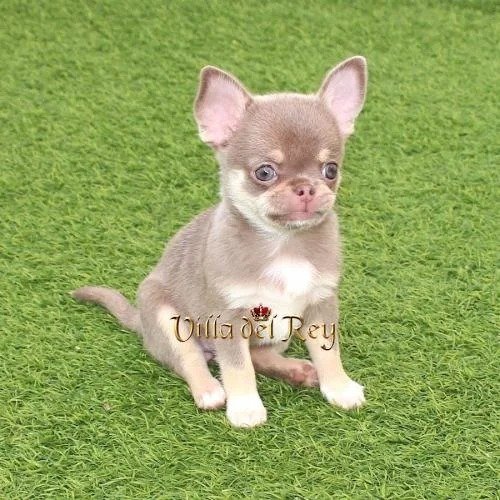 lilac chihuahua sale