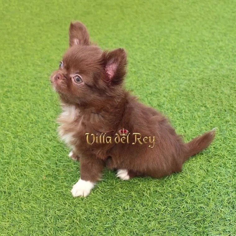 apple head chihuahua los angeles CA