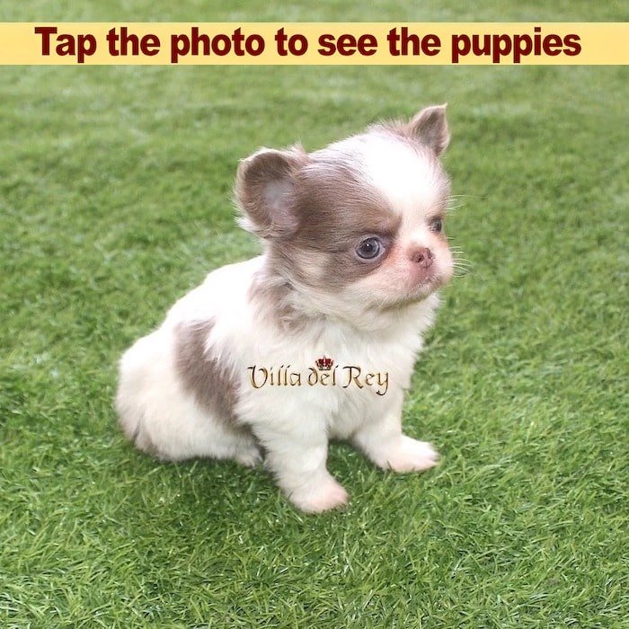 chihuahua apple head for sale in usa