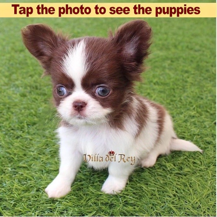 long haired chihuahua for sale