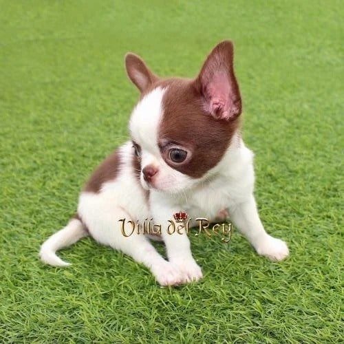 applehead-chihuahuas-for-sale