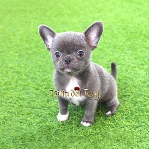 blue chihuahua