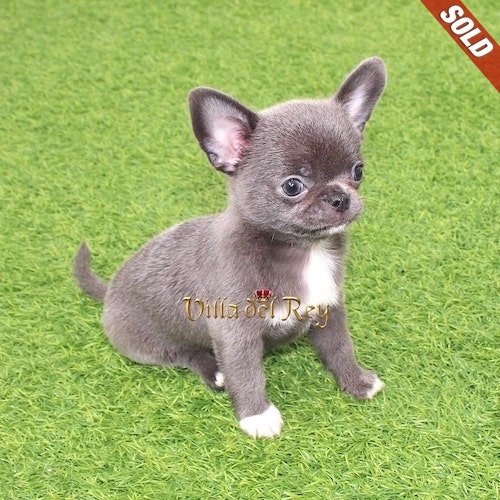 blue-chihuahua-for-sale