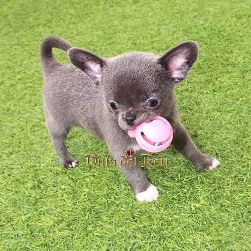 blue-short-haired chihuahua-apple-head