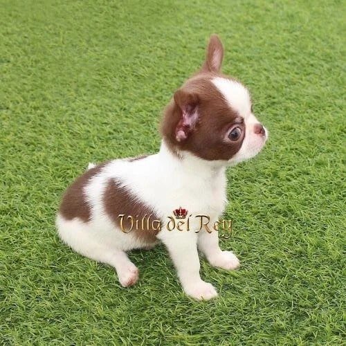 buy-applehead-chihuahua