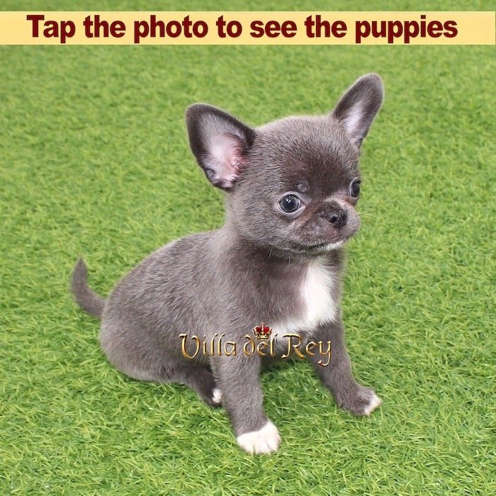 buy-blue-chihuahua-breeder