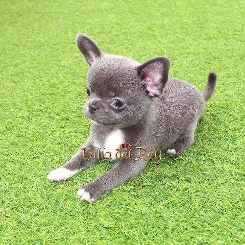 buy-chihuahua blue
