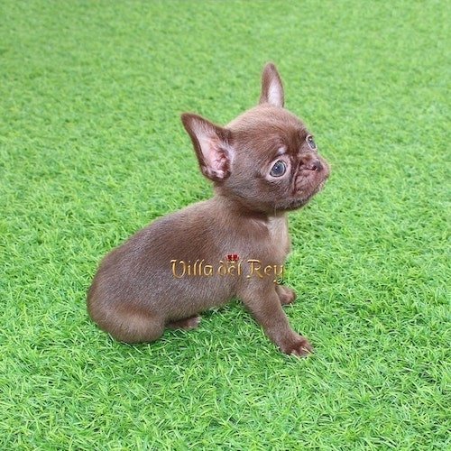 buy-chihuahua-in los angeles