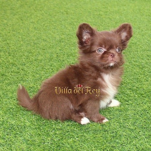 buy chihuahua