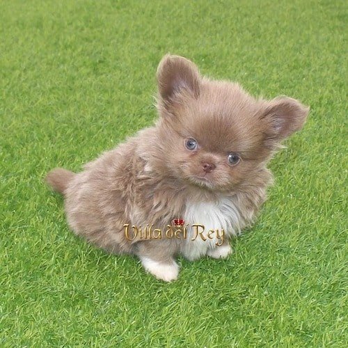 available chihuahua puppy