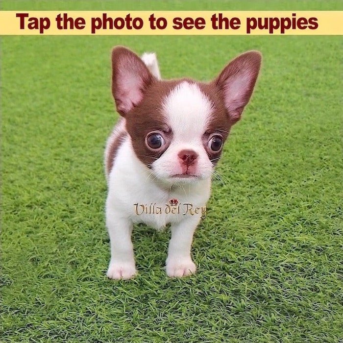 chihuahua breeder in united states