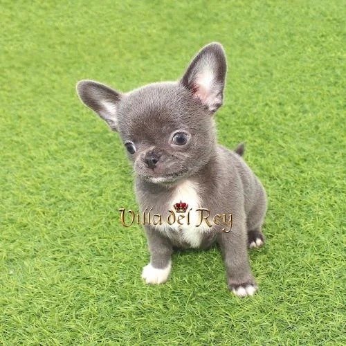 chihuahua -breeders