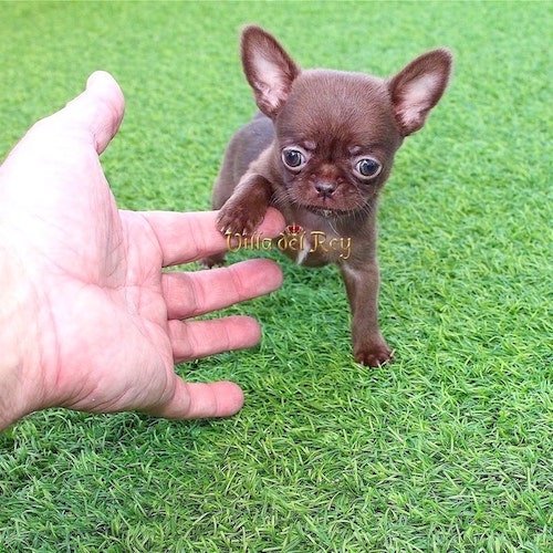 chihuahua-breeders