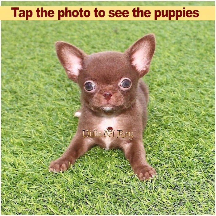 chihuahua puppy for sale