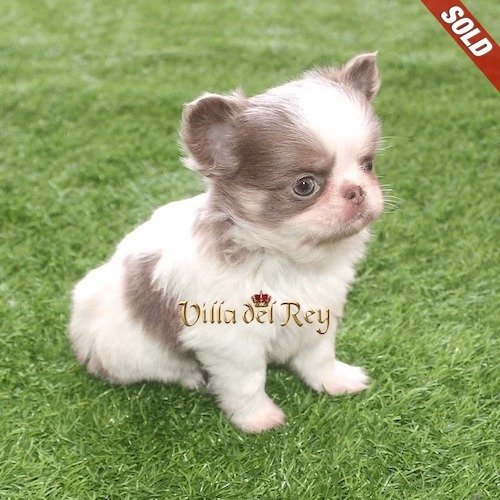 chihuahua puppies for sale
