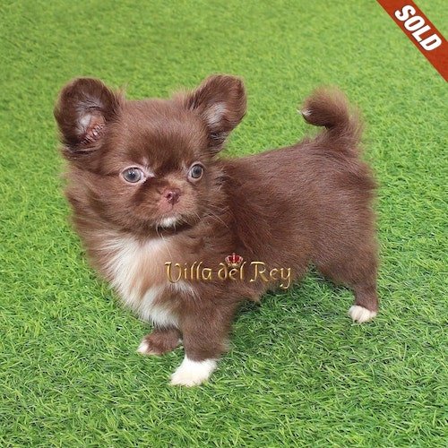 chihuahua-puppies-breeder