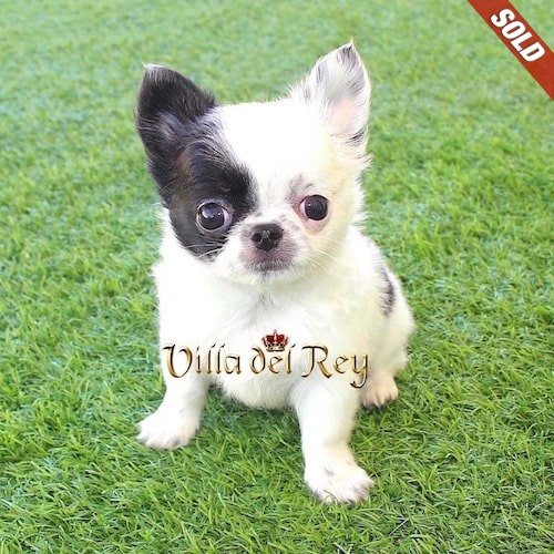 chihuahua puppies for sale