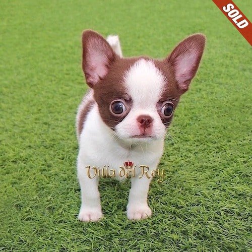 chihuahua- puppies-for-sale