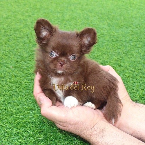 chocolate-apple-head-chihuahua-for-sale
