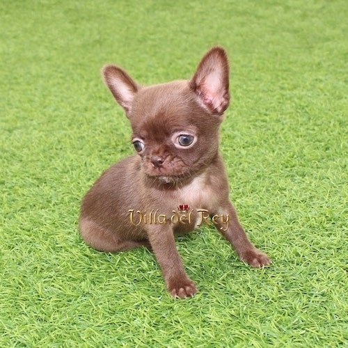 chocolate-chihuahua-for sale