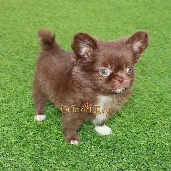 CHOCOLATE LONG HAIRED CHIHUAHUA IN HOUSTON