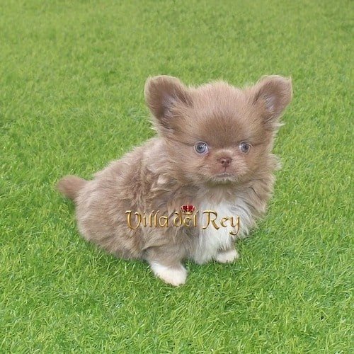 lilac-apple-head-chihuahua-for-sale