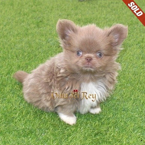 lilac-chihuahua-pupies-breeders