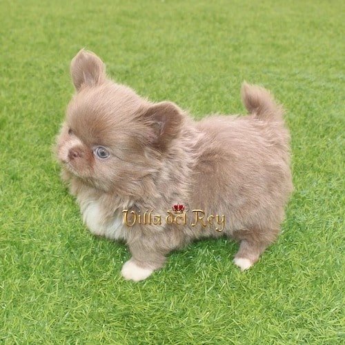 log-coat-lilac-chihuahua-puppy