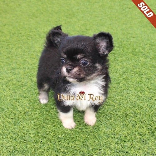 long-coat-chihuahua-black and-white