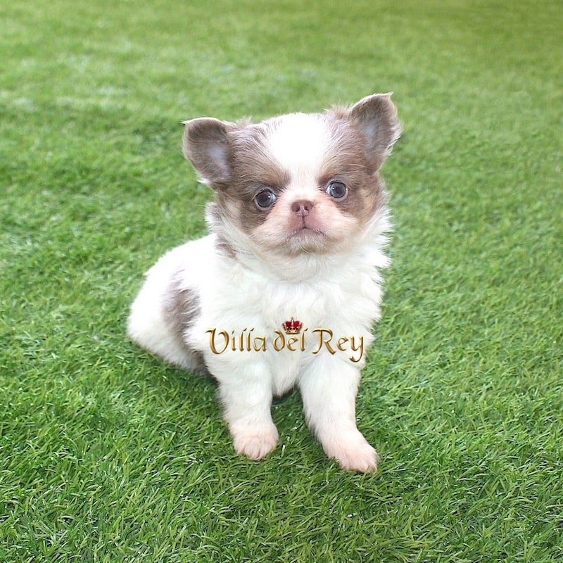 long-coat-chihuahua-breeders