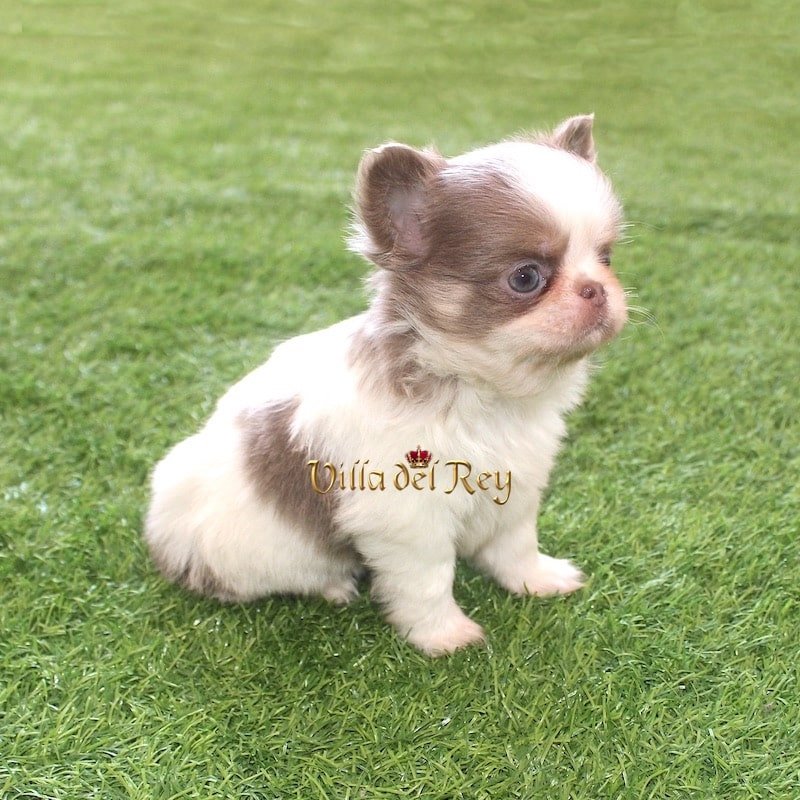 chihuahuas breeders