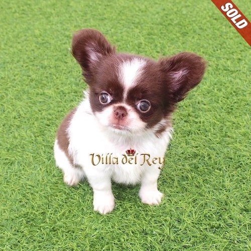 long-hair-chihuahua-for-sale