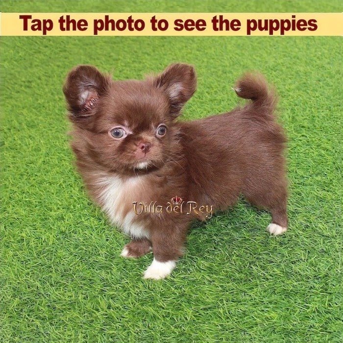 long haired chihuahua breeders