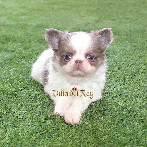 long-haired-chihuahuas