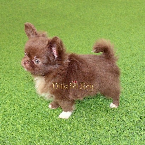 long-haired-chocolate-chihuahua-puppy