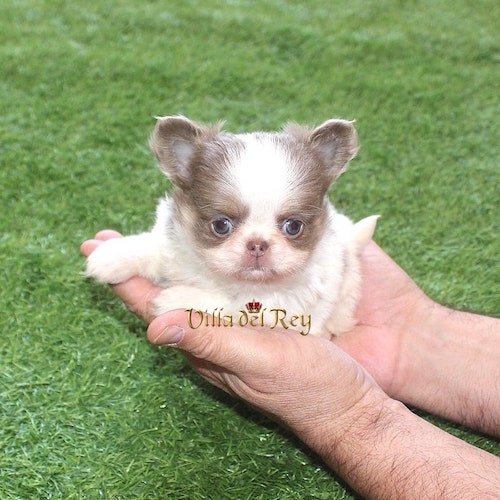 long-haired-teacup-chihuahua
