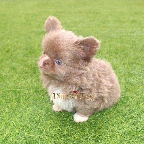 panfemale-lilac-chihuahua-puppy-available