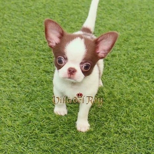 smooth coat chihuahua