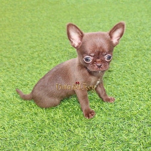 smooth-coat-chocolate-chihuahua
