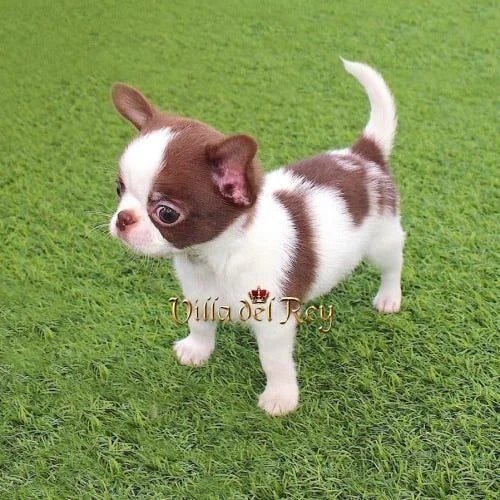 teacup chihuahua