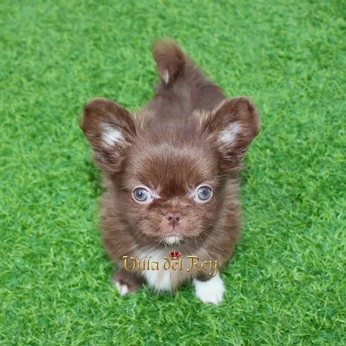 TEACUP CHIHAUHUA BREEDERS