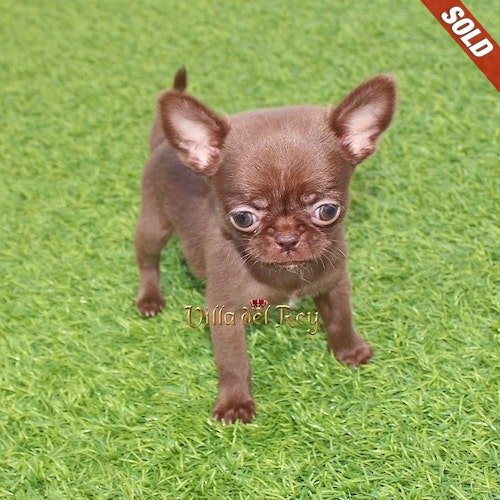 tiny-chocolate-chihuahua