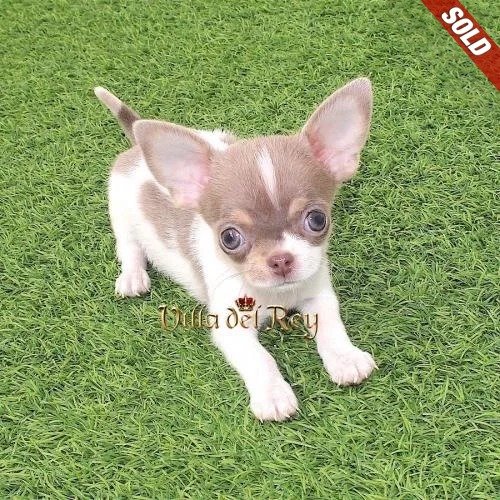chihuahua breeders